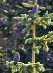 Pine Grosbeak